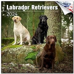 2023 2024 labrador for sale  Delivered anywhere in USA 