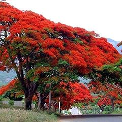 Royal poinciana tree for sale  Delivered anywhere in USA 
