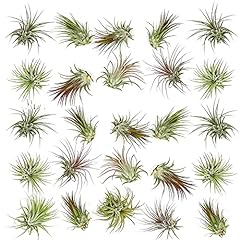 Ragnaroc air plants for sale  Delivered anywhere in USA 