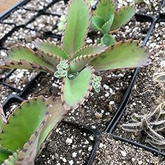 Kalanchoe daigremontianum moth for sale  Delivered anywhere in USA 
