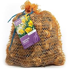 Mixed variety daffodil for sale  Delivered anywhere in UK