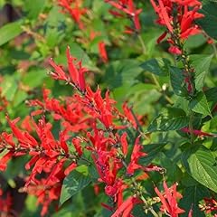 Pineapple sage live for sale  Delivered anywhere in USA 