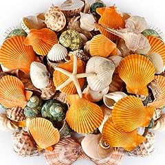 Gopiter sea shells for sale  Delivered anywhere in USA 
