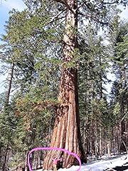 Giant sequoia sequoiadendron for sale  Delivered anywhere in USA 