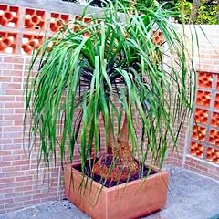 Seeds ponytail palm for sale  Delivered anywhere in USA 