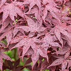 Acer hime shojo for sale  Delivered anywhere in Ireland