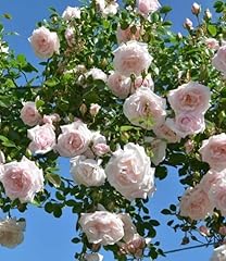 Climbing rose new for sale  Delivered anywhere in UK