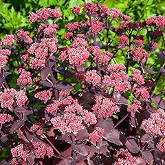 Sedum chocolate cherry for sale  Delivered anywhere in UK