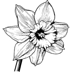 Welsh daffodil rubber for sale  Delivered anywhere in UK