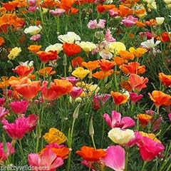 California californian poppy for sale  Delivered anywhere in UK