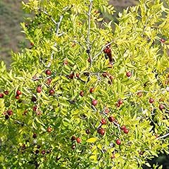 10pcs jujube seeds for sale  Delivered anywhere in USA 