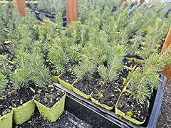 Live norway spruce for sale  Delivered anywhere in USA 
