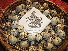 Fertile cortunix quail for sale  Delivered anywhere in USA 