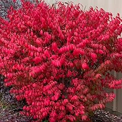 Burning bush trees for sale  Delivered anywhere in USA 