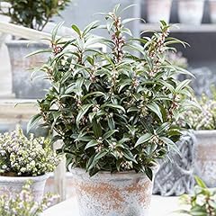 Sarcococca hookeriana winter for sale  Delivered anywhere in UK