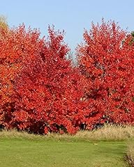 Acer rubrum october for sale  Delivered anywhere in USA 