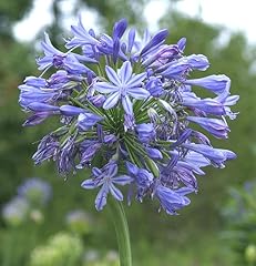 Liebesblume schmucklilie blue gebraucht kaufen  Wird an jeden Ort in Deutschland