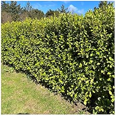 Griselinia evergreen hedging for sale  Delivered anywhere in UK