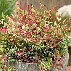 Nandina red light for sale  Delivered anywhere in UK