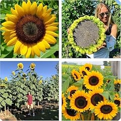 Semi girasole gigante usato  Spedito ovunque in Italia 