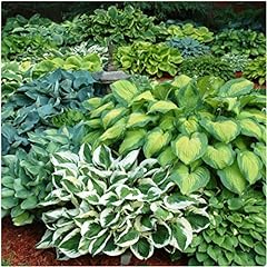 Hosta bare roots for sale  Delivered anywhere in UK
