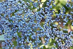 Blue elderberry sambucus for sale  Delivered anywhere in USA 