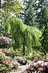 Betula pendula youngii gebraucht kaufen  Wird an jeden Ort in Deutschland