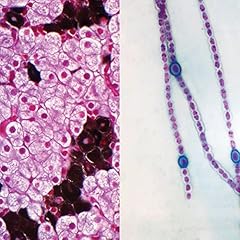 Prokaryotic eukaryotic cells for sale  Delivered anywhere in USA 
