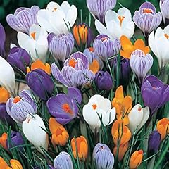 100 mixed crocus for sale  Delivered anywhere in UK