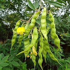 Pigeon pea puerto for sale  Delivered anywhere in USA 
