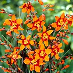 Pack beautiful crocosmia for sale  Delivered anywhere in USA 