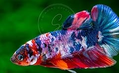 Swimming creatures betta for sale  Delivered anywhere in USA 