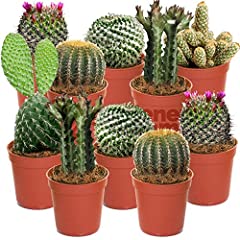 Cactus mixtes plantes d'occasion  Livré partout en France