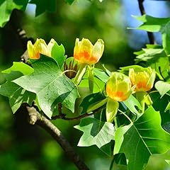 Tulip poplar tree for sale  Delivered anywhere in USA 