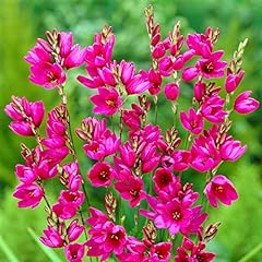 Easy grow ixia for sale  Delivered anywhere in USA 