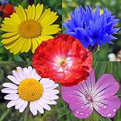1kg mixed poppy for sale  Delivered anywhere in UK