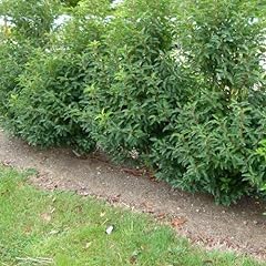 Prunus lusitanica myrtifolia usato  Spedito ovunque in Italia 