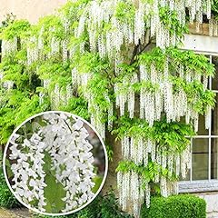 Wisteria alba white for sale  Delivered anywhere in Ireland