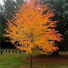 Katsura tree seeds for sale  Delivered anywhere in USA 