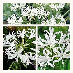 Nerine bowdenii alba for sale  Delivered anywhere in UK