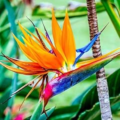 Bird paradise plant for sale  Delivered anywhere in USA 