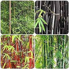 Semi bambù semi usato  Spedito ovunque in Italia 