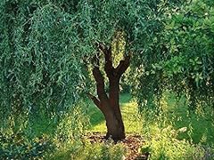 Corkscrew willow tree for sale  Delivered anywhere in USA 