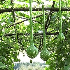 Dipper gourd seeds for sale  Delivered anywhere in USA 