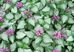 Orchid frost lamium for sale  Delivered anywhere in USA 
