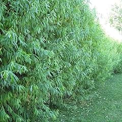 Hybrid willow tree for sale  Delivered anywhere in USA 