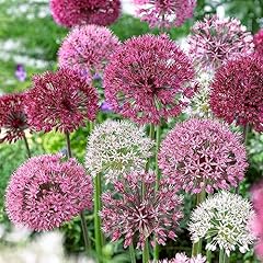 Allium border mixture for sale  Delivered anywhere in UK