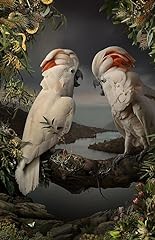 Moluccan cockatoo poster for sale  Delivered anywhere in USA 
