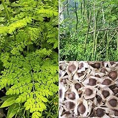 Organic moringa oleifera for sale  Delivered anywhere in USA 
