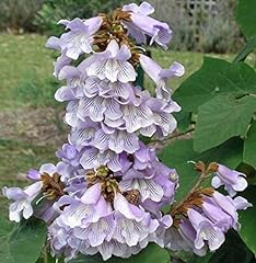Paulownia fortunei dragon for sale  Delivered anywhere in USA 